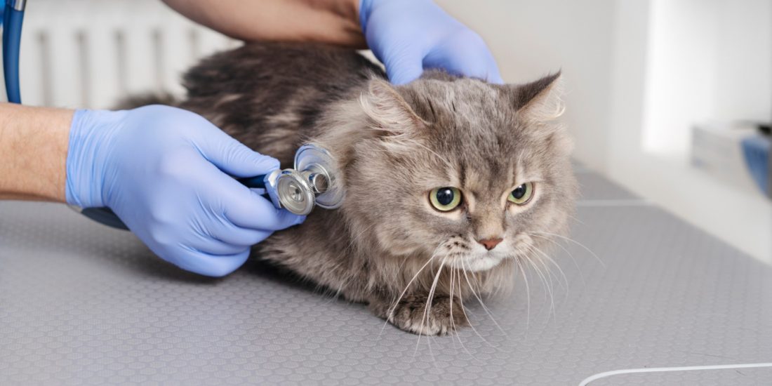 Comment économiser tout en assurant la santé de votre chat ?