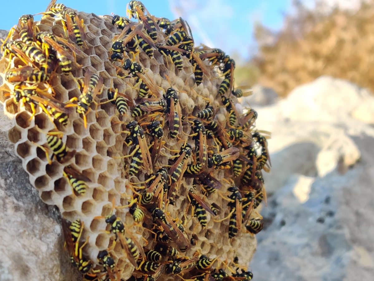 éviter les infestations de guêpes noires