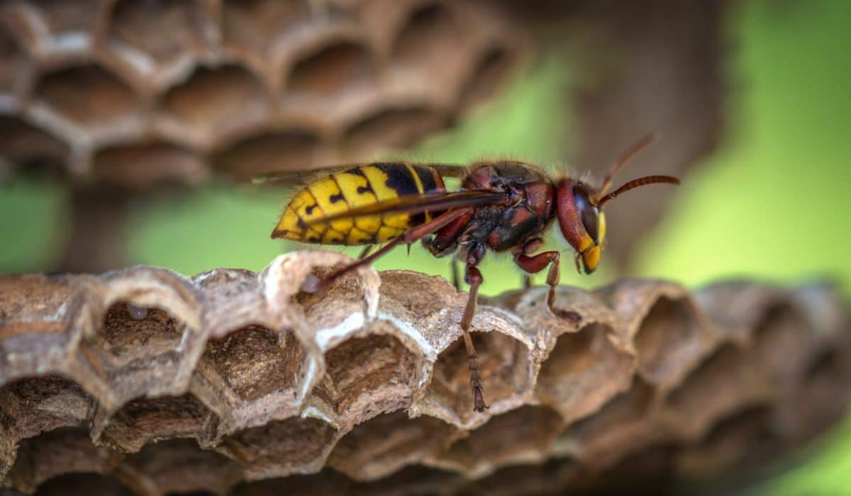 éviter les infestations de guêpes noires 